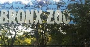 Tygrys w Bronx Zoo – pozytywny wynik testu na obecność Covid-19