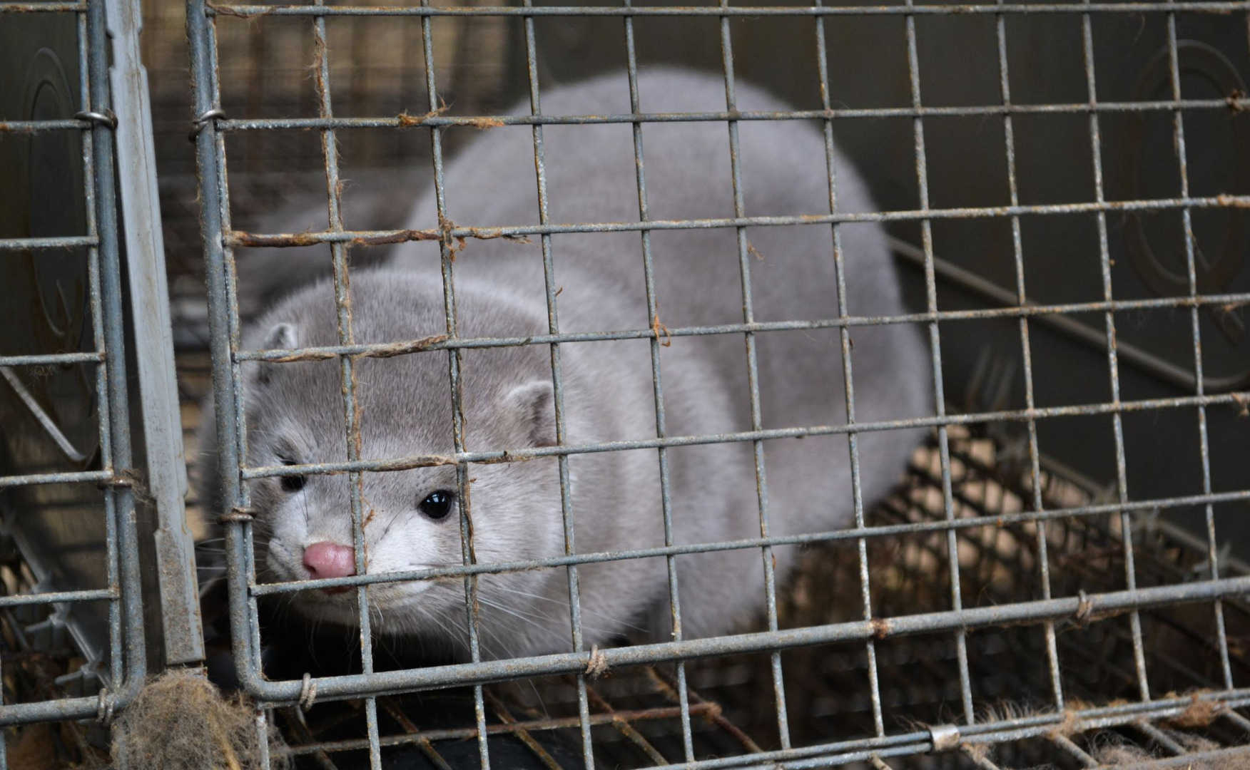 Koronawirus wśród norek: zarazić mogą się ludzie.